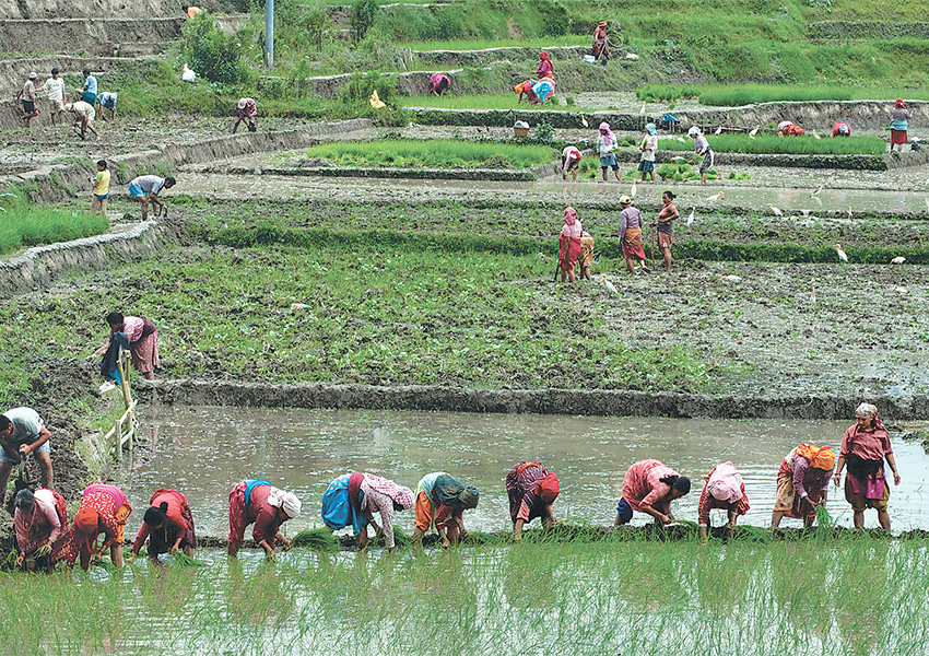 Parched Tarai: Renewed Monsoon Cheers Farmers