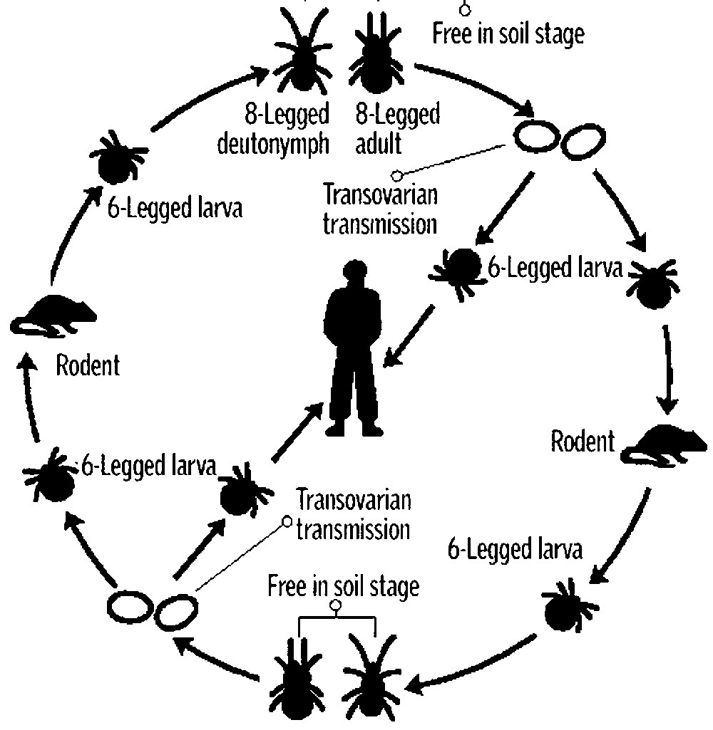 Scrub typhus cases on the rise