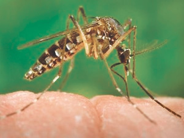 '1,473 people infected with dengue in five months'