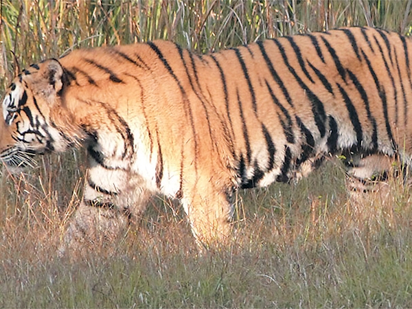 NTNC, ZSL sign tiger conservation agreement