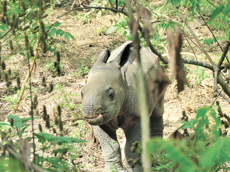 gestation period of a white rhino gestation period of a white rhino