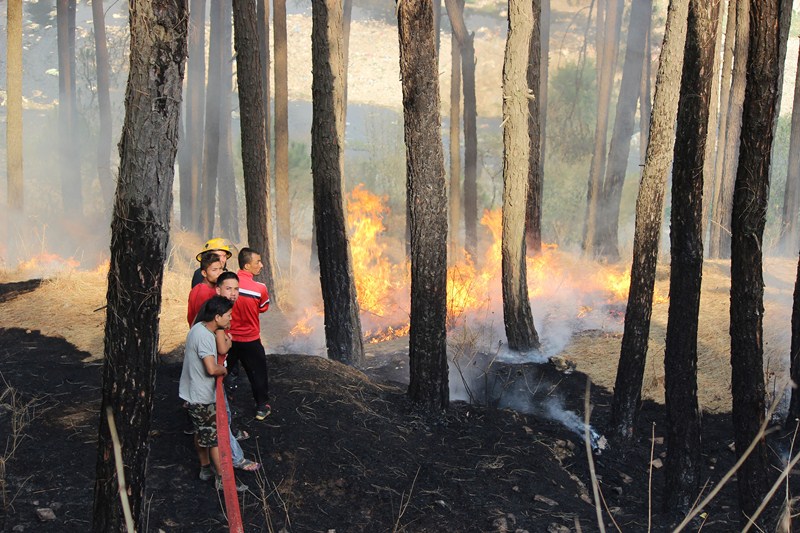 Forest fires take lives, destroy property