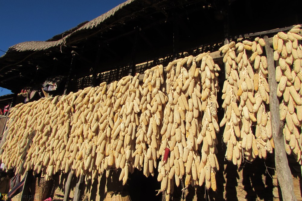 Storing maize in Rukum (Photo feature)