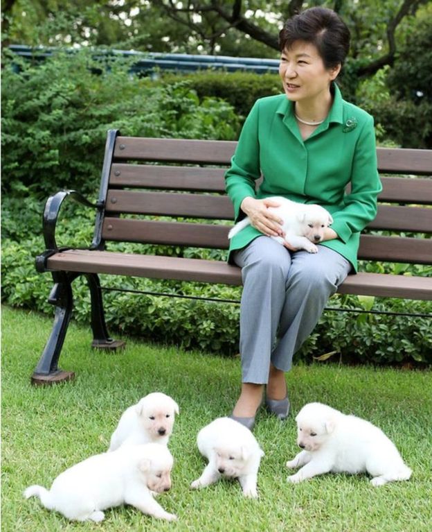 South Korea dog row brews as Park Geunhye faces questions