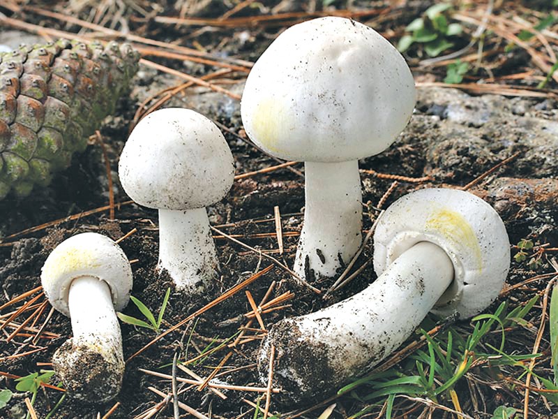 9 taken ill after consuming toxic mushroom in Jhapa