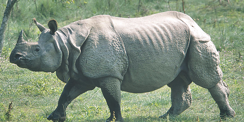 Two rhinos swept away in flooding spotted in Indian place