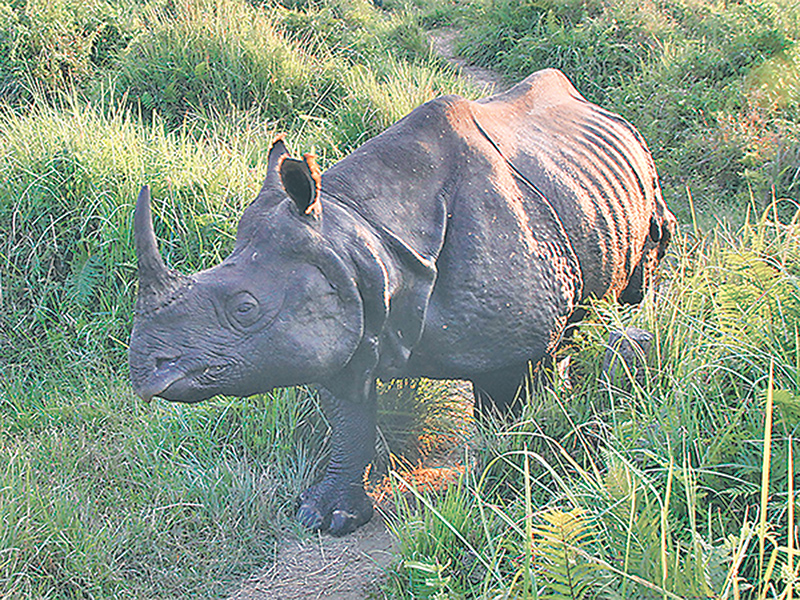 Rhino habitats destroyed after floods CNP