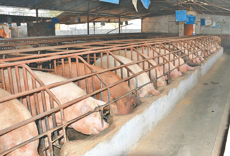 demand-for-pork-meat-surges-30pc-in-pokhara