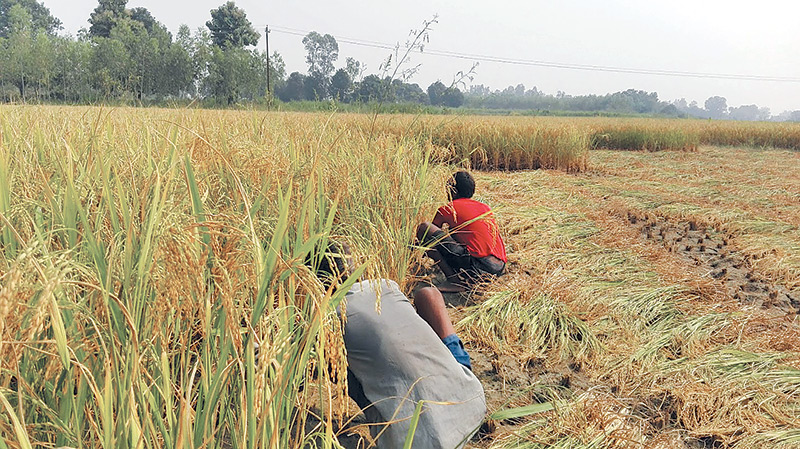 Paddy output likely to hit new record despite floods