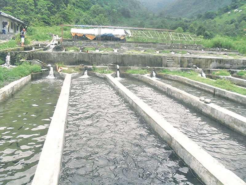 govt-s-fish-farming-project-flounders