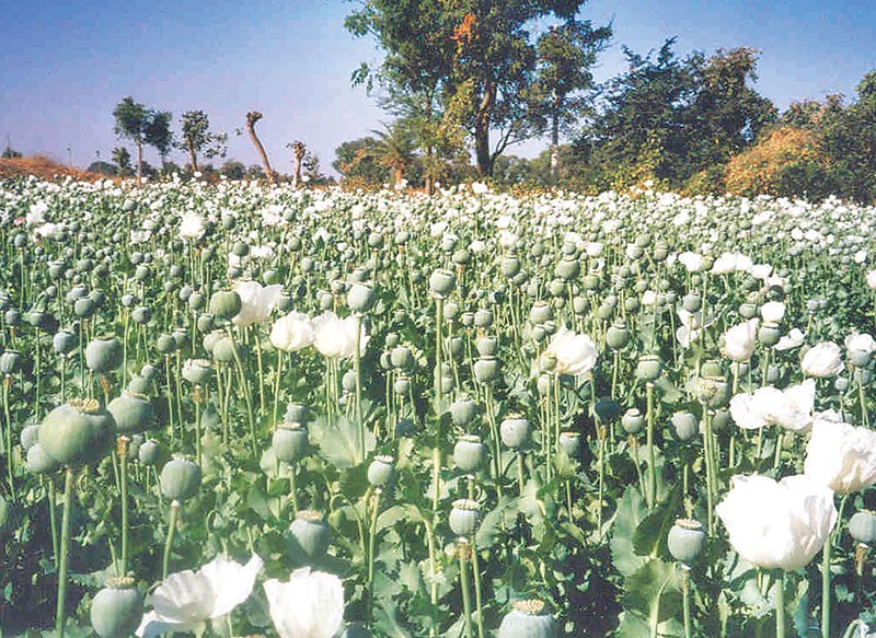 Opium cultivation flourishing in Nalgadh of Jajarkot