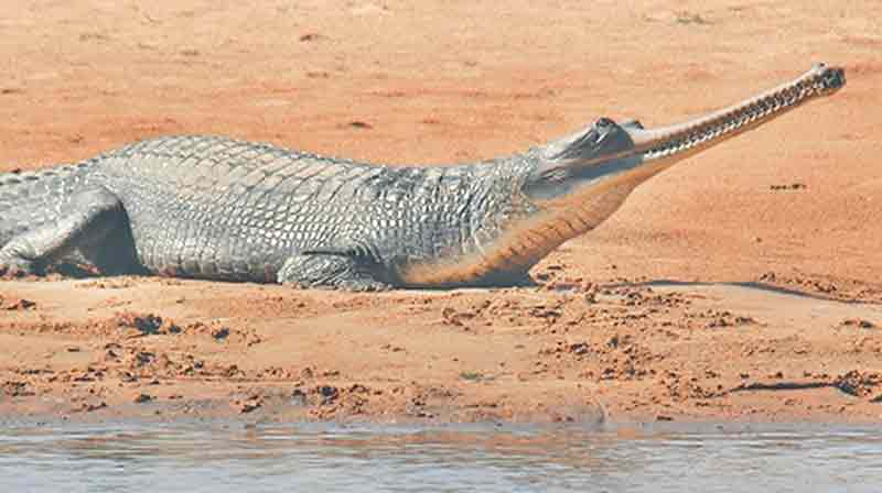https://assets-cdn.kathmandupost.com/uploads/source/news/2018/miscellaneous/gharial-18022018093507.jpg