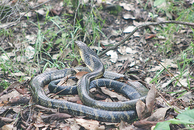 15-foot long King Cobra seen in Gaurishankar area