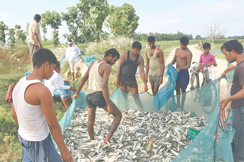 Rising demand gives boost to fish farming