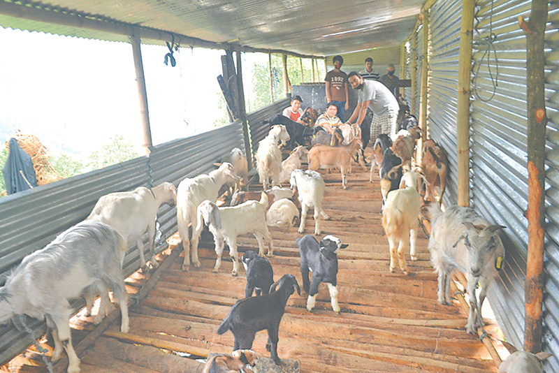 Local goatfarming investments surge