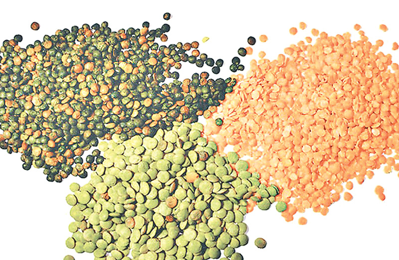 Nepal’s lentil import up