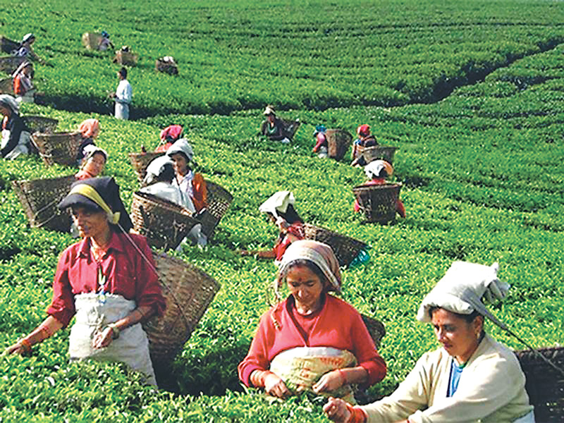Tea festival kicks off