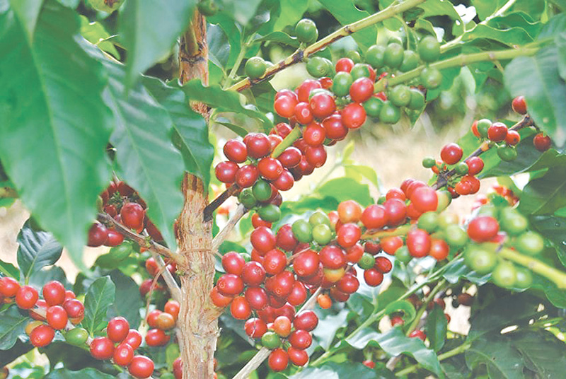 nepali-coffee-prices-hiked-to-support-farmers