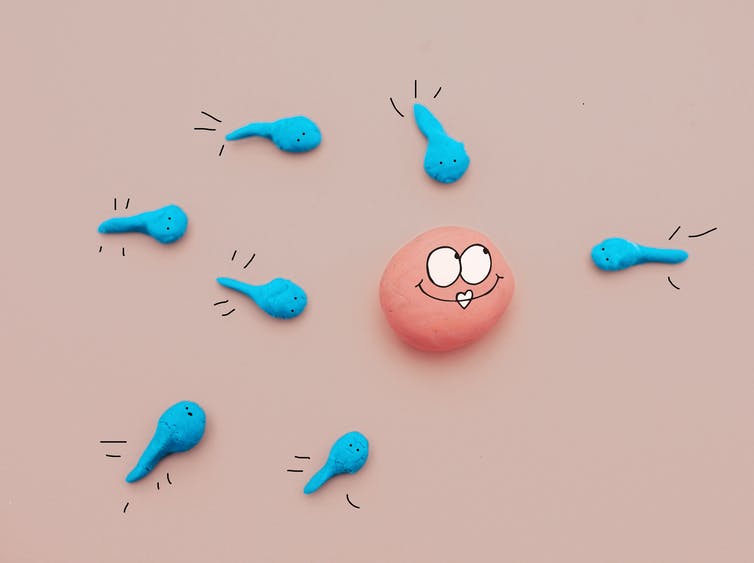 Male fertility is declining