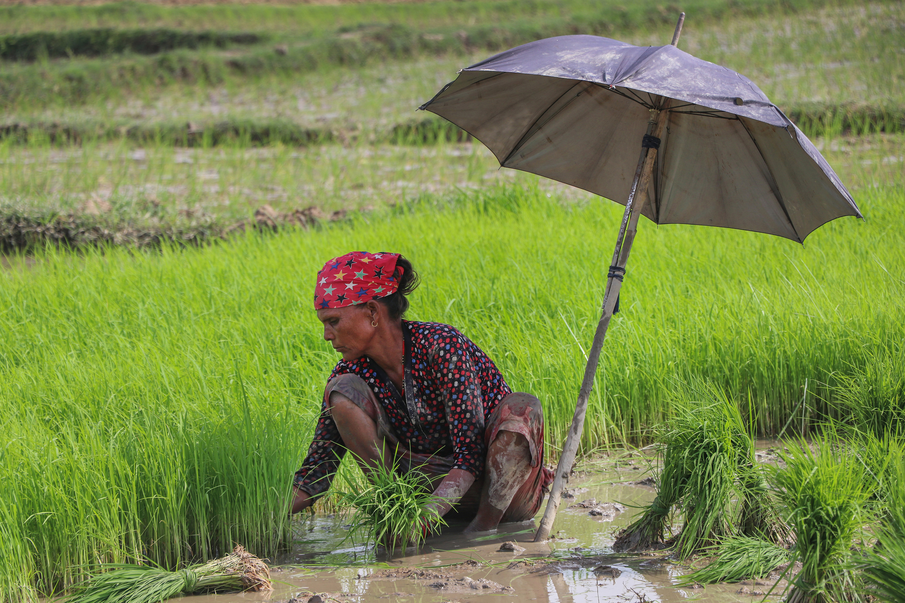 Rice Planting In Nepal