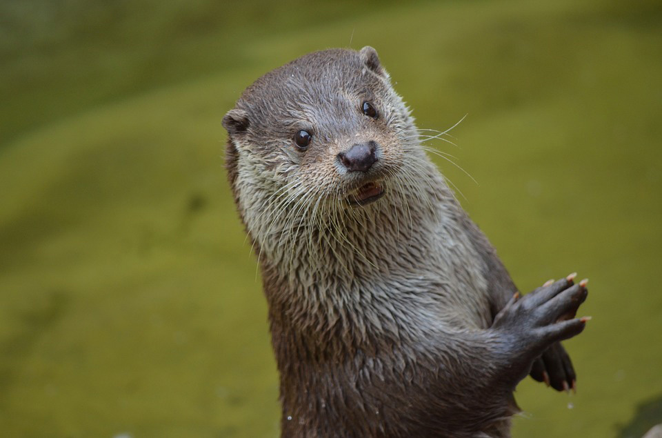 Meant for each otter
