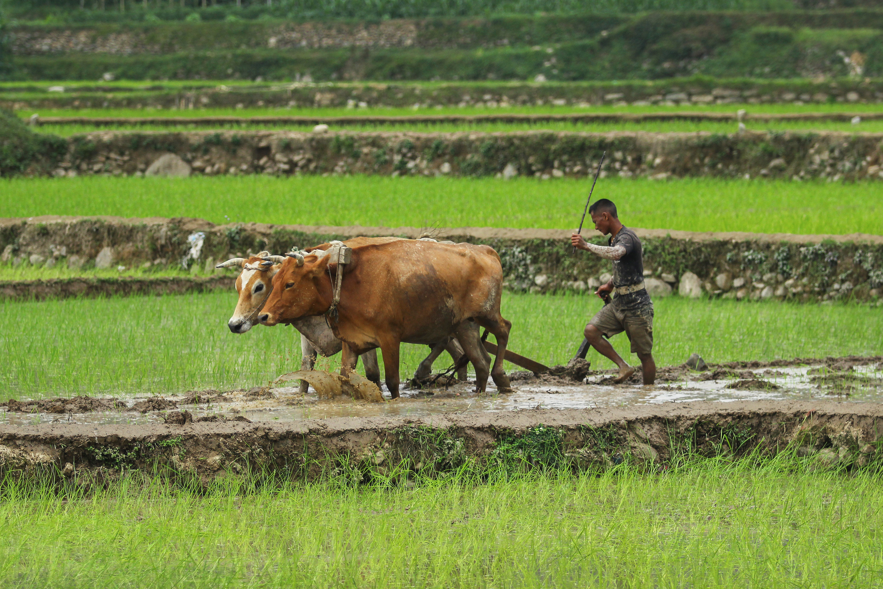 17 photos that capture the beauty of rice planting season