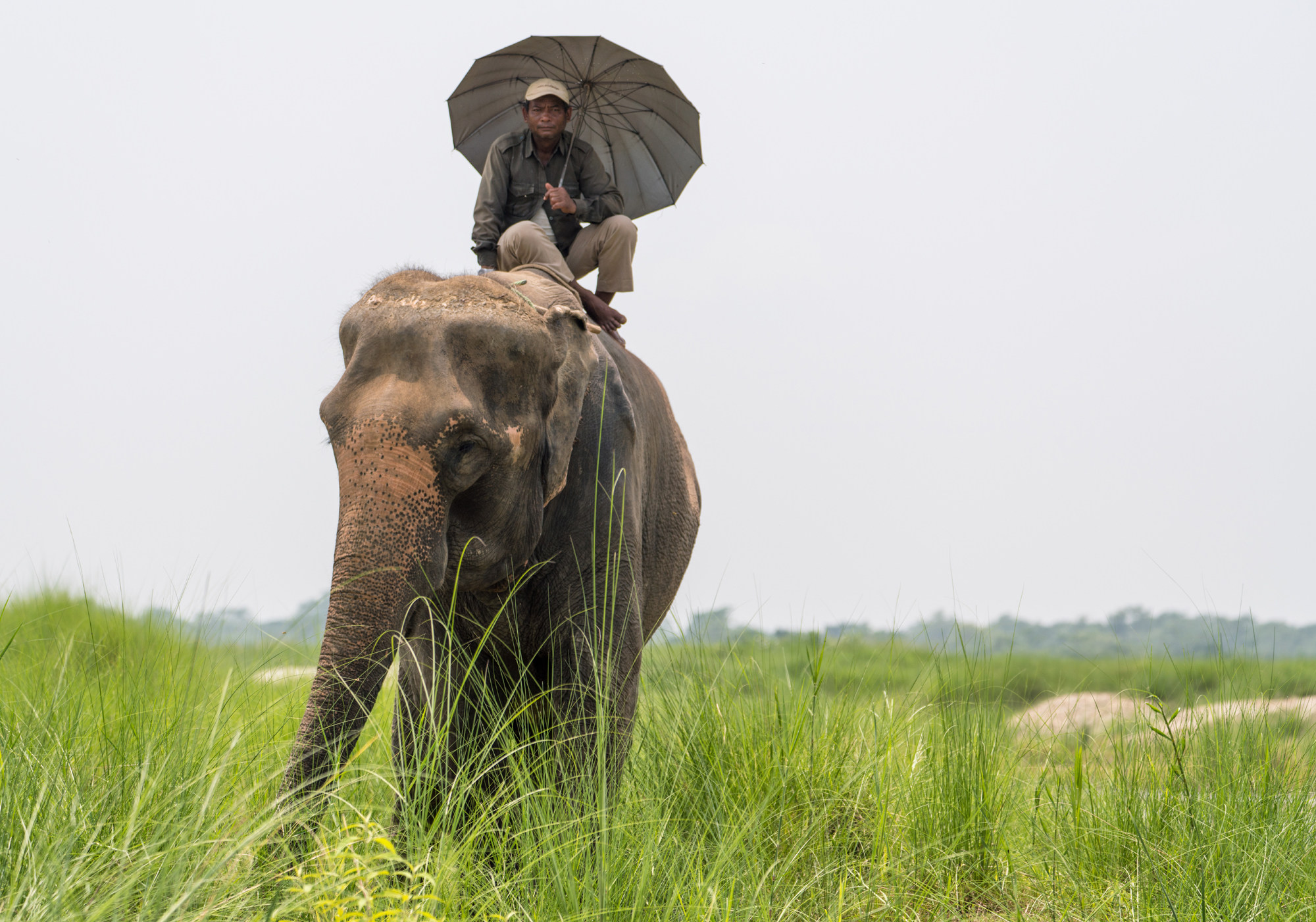 Elephants are still dying at an alarming rate in Nepal