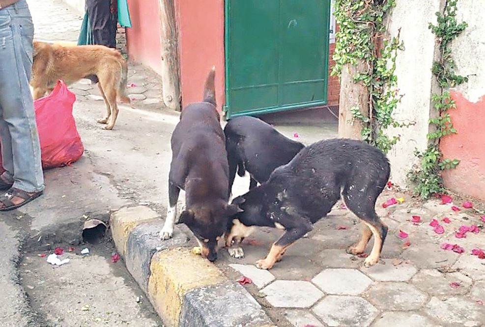 do all dog bites need rabies shots