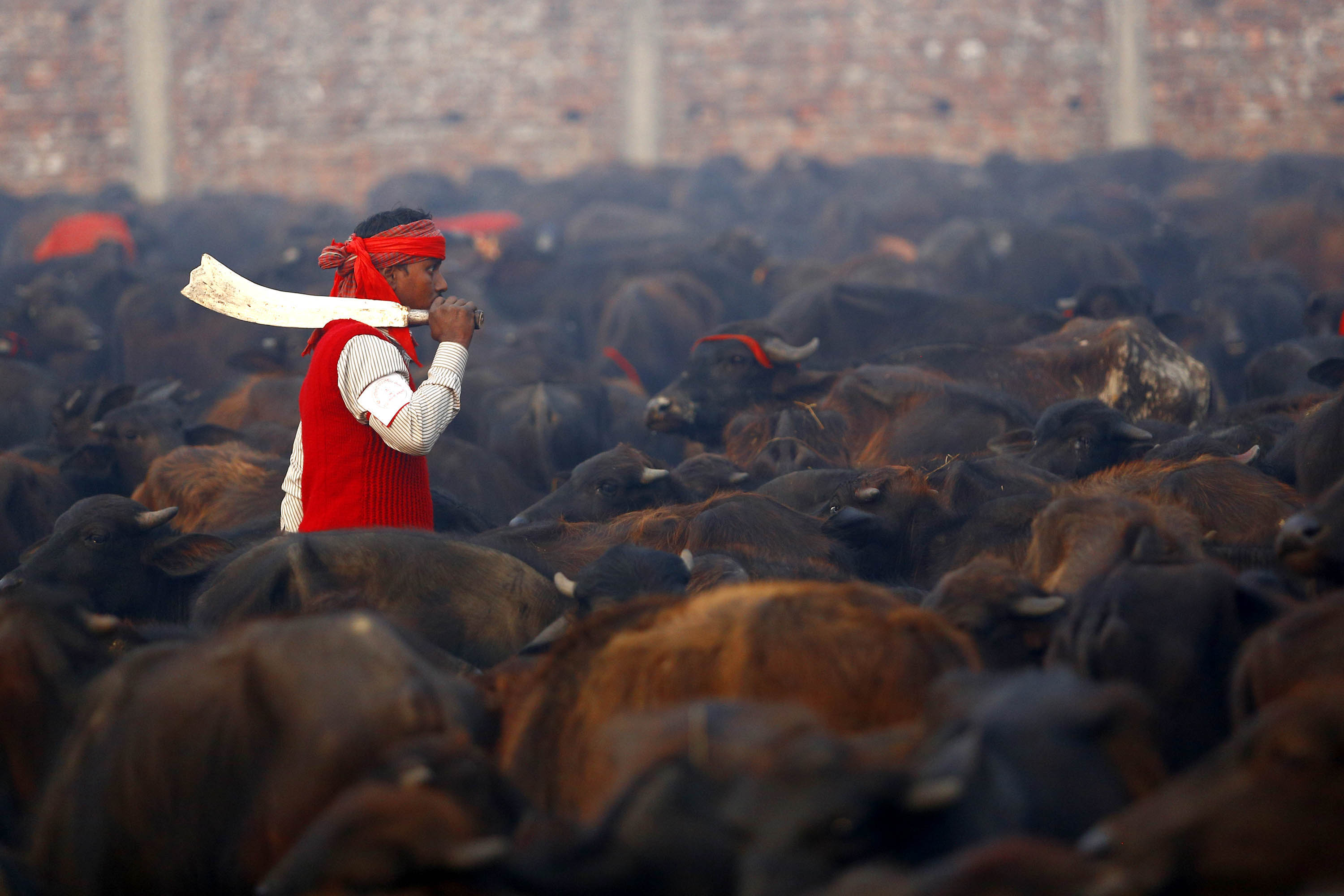 Despite protests from animal rights activists, tens of thousands of