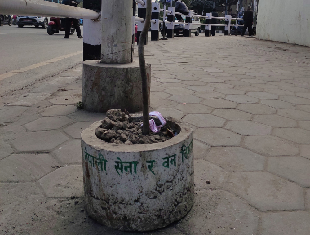 saplings-planted-in-front-of-nepal-army-headquarters-and-city-office-wither