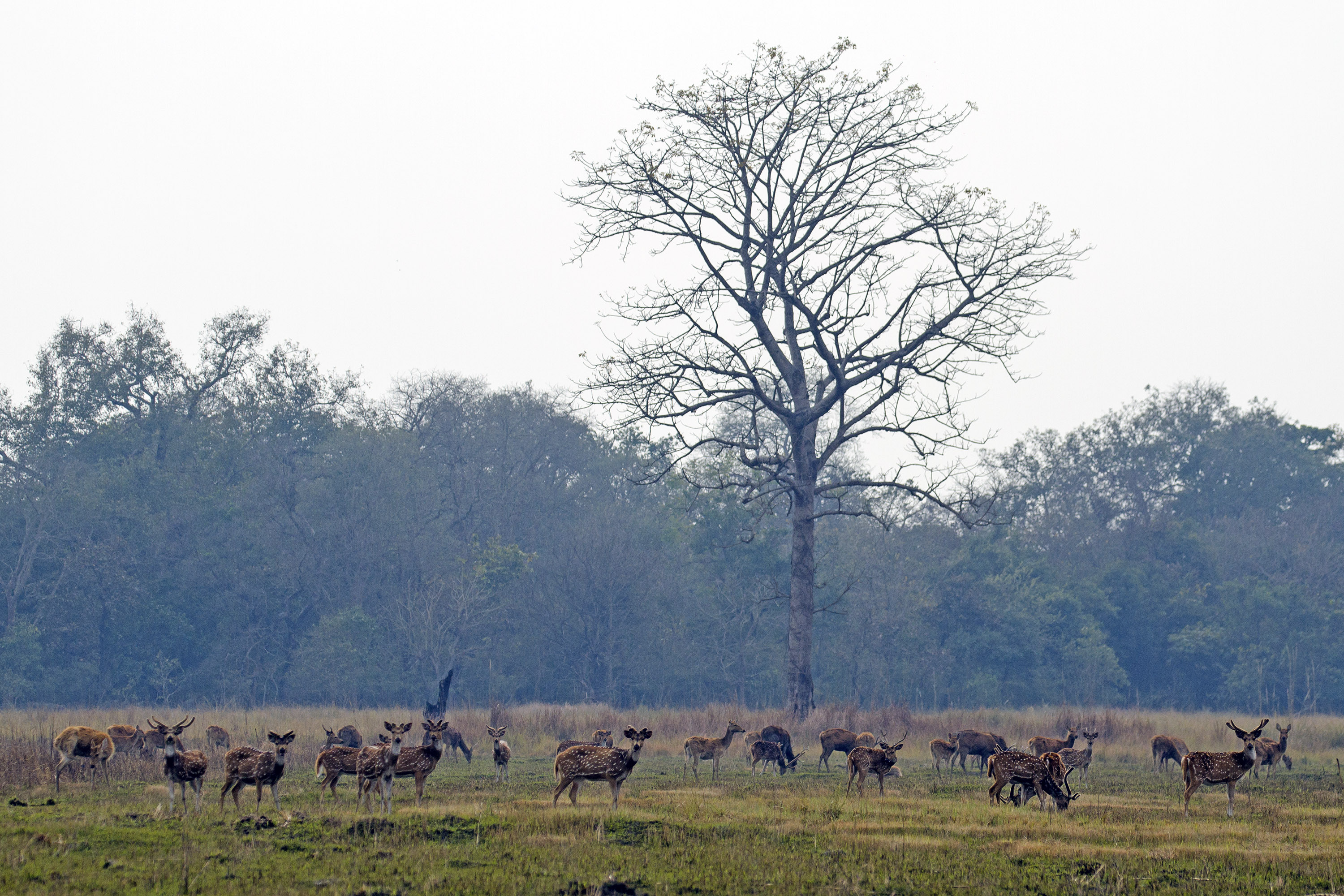 Surreal landscapes and abundant wildlife await visitors at Shuklaphanta 