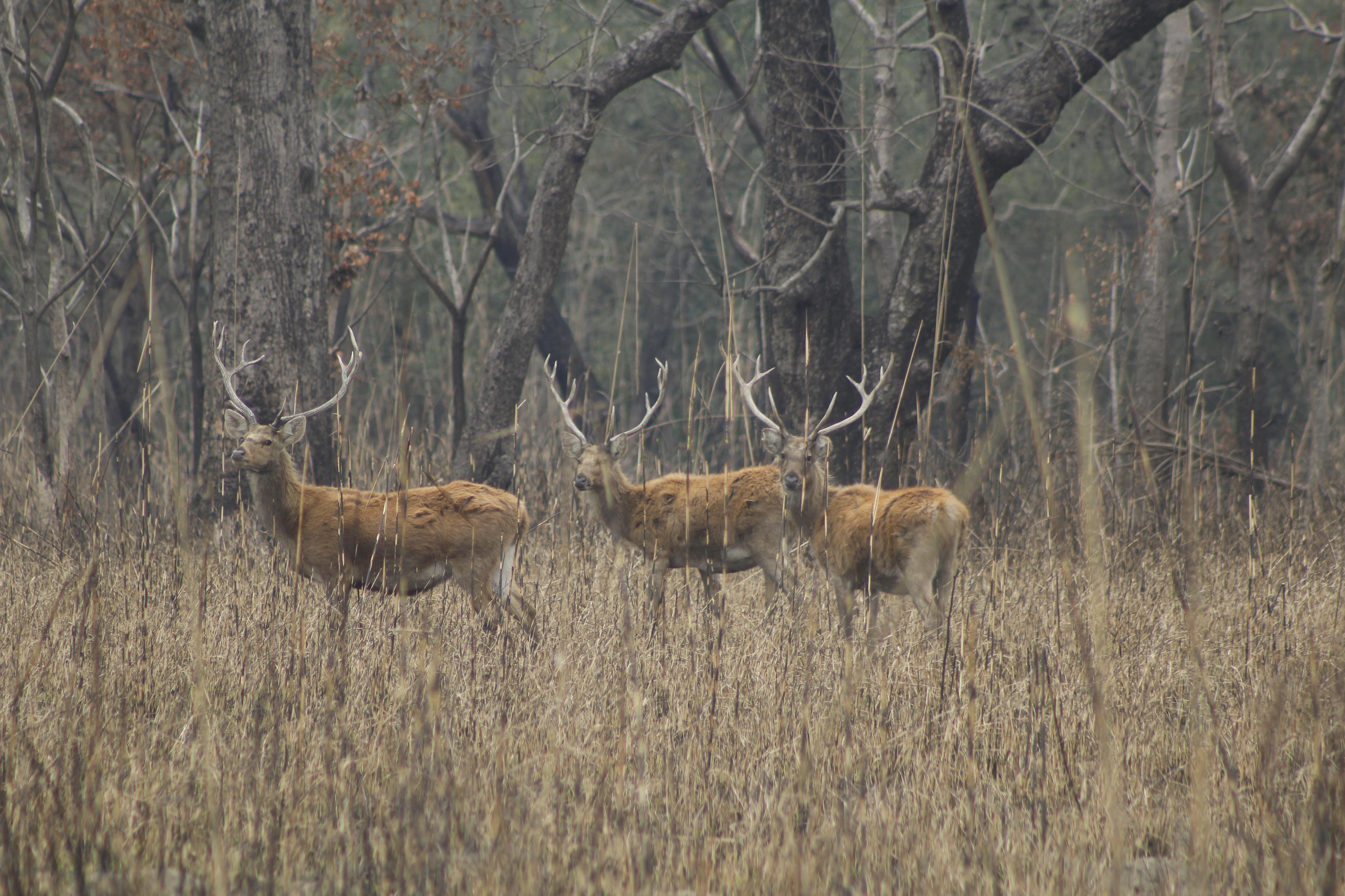 shuklaphanta-national-park-sees-decline-in-swamp-deer-population