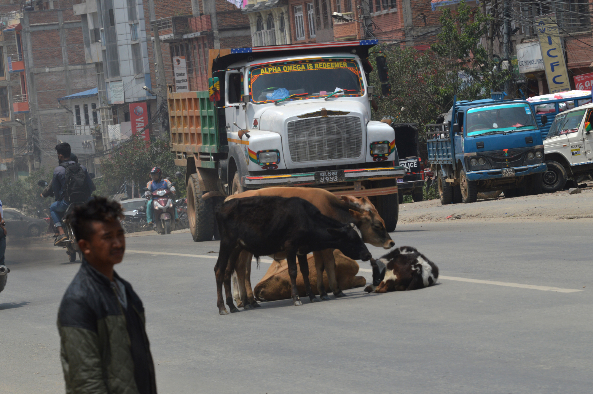 essay about cow in nepali