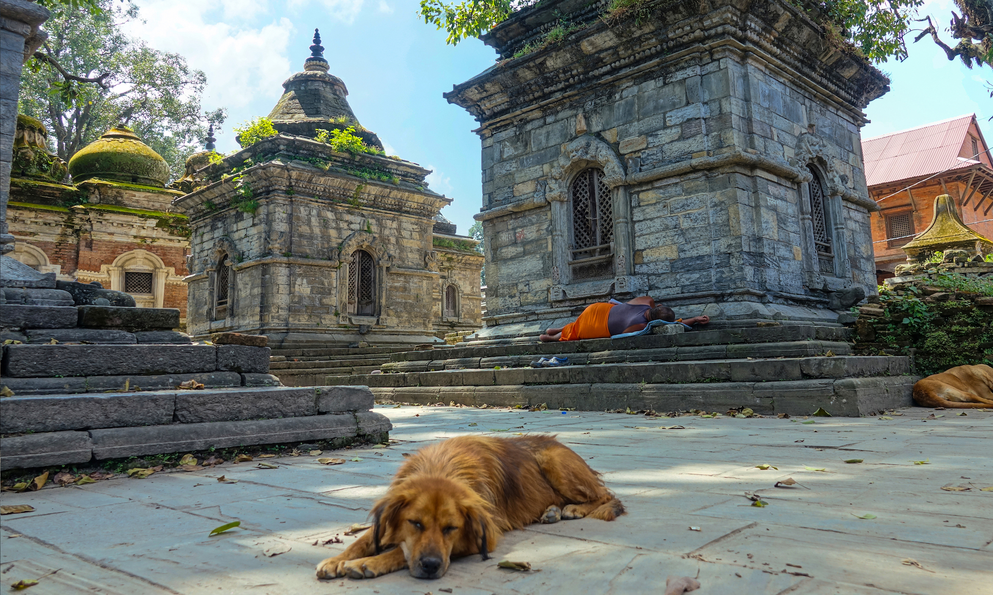 Kathmandu’s latest dilemma What to do with owners who don’t scoop