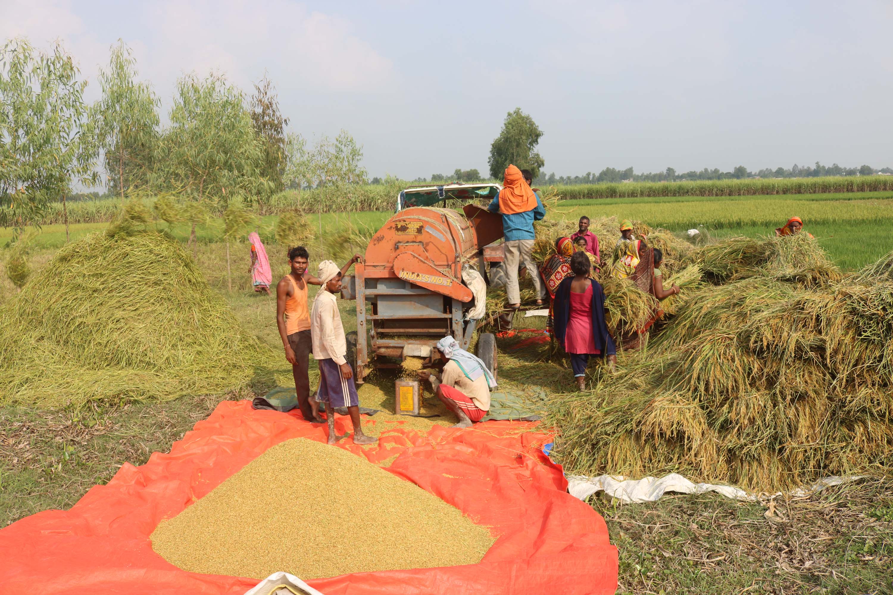 Paddy farmers say buyers don't pay the minimum support price