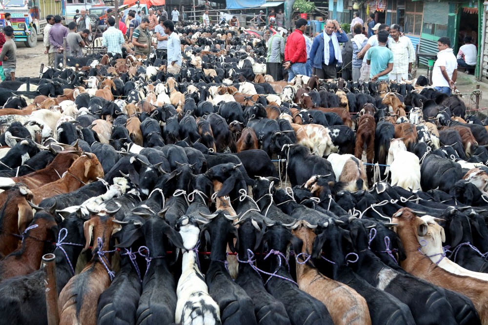 Goat sales plunge 40 percent in Kathmandu during Dashain