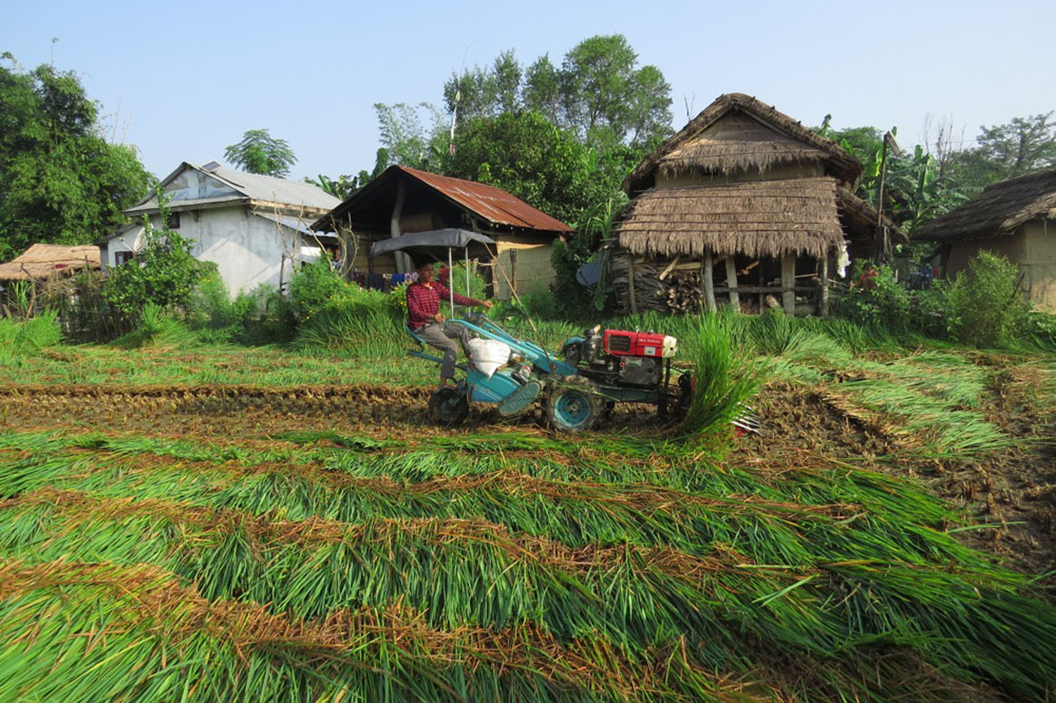 Tarai farmers face crop failure due to fake paddy seeds