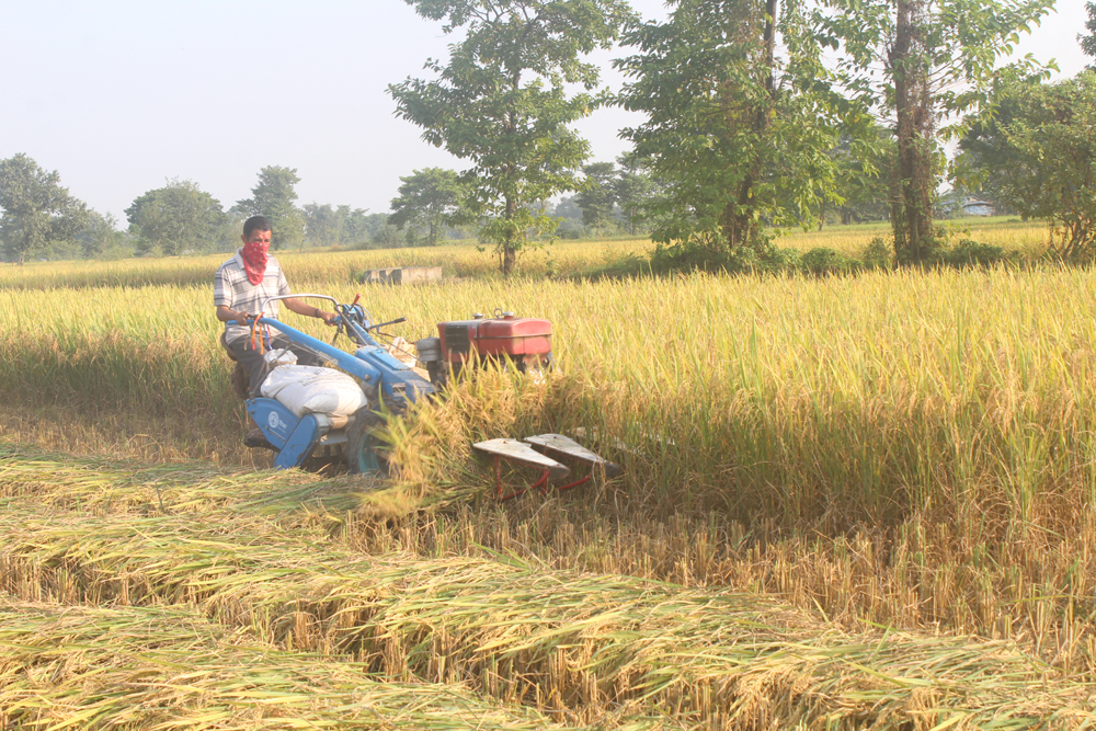 Cabinet announces minimum support price of paddy
