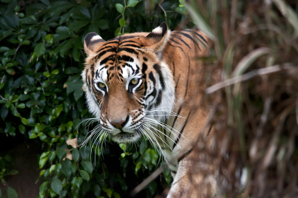 After Chitwan, Bardia locals under tiger terror