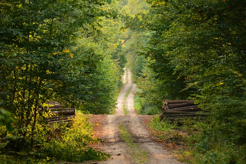 the-forbidden-forest