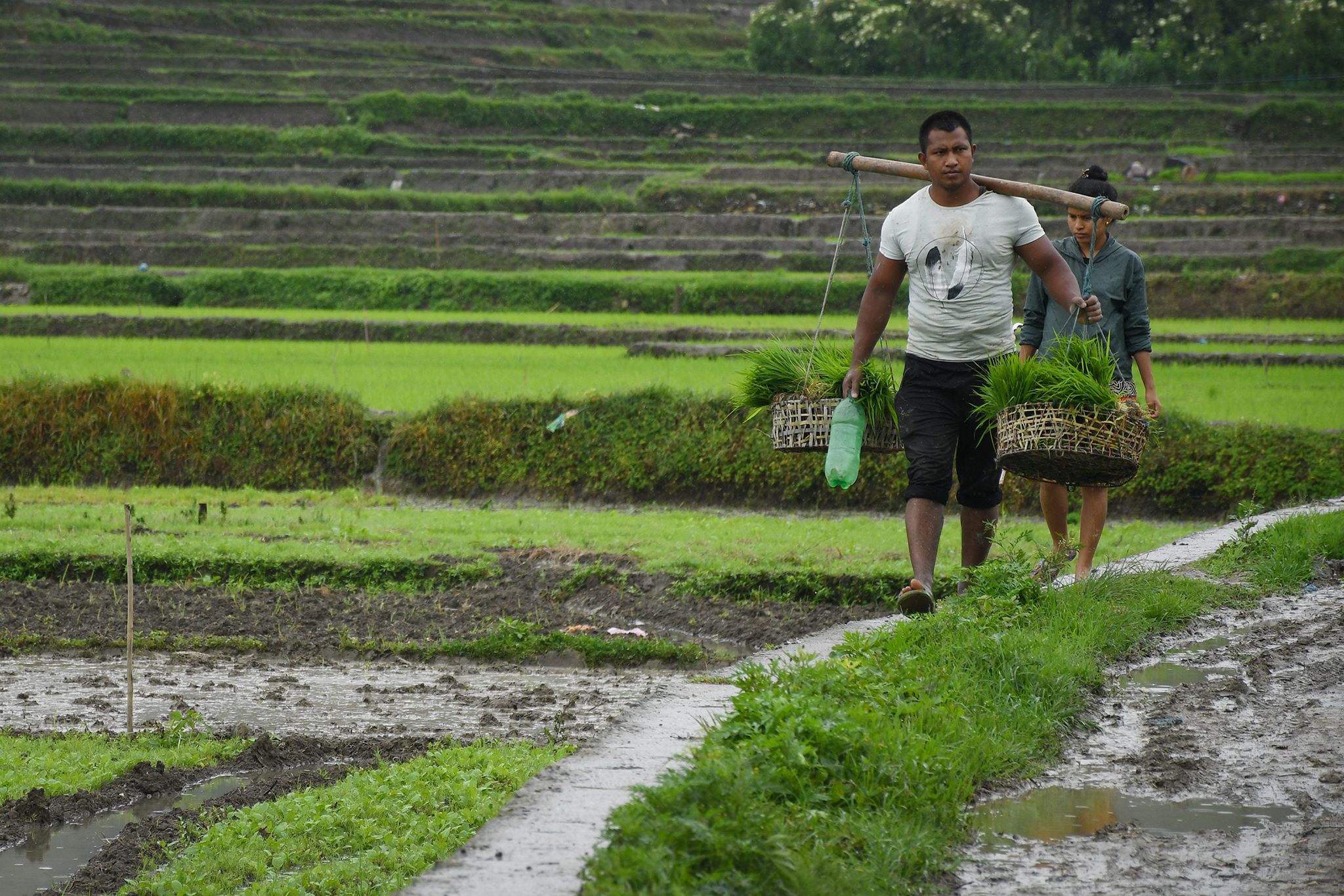 With the arrival of monsoon, paddy plantation begins