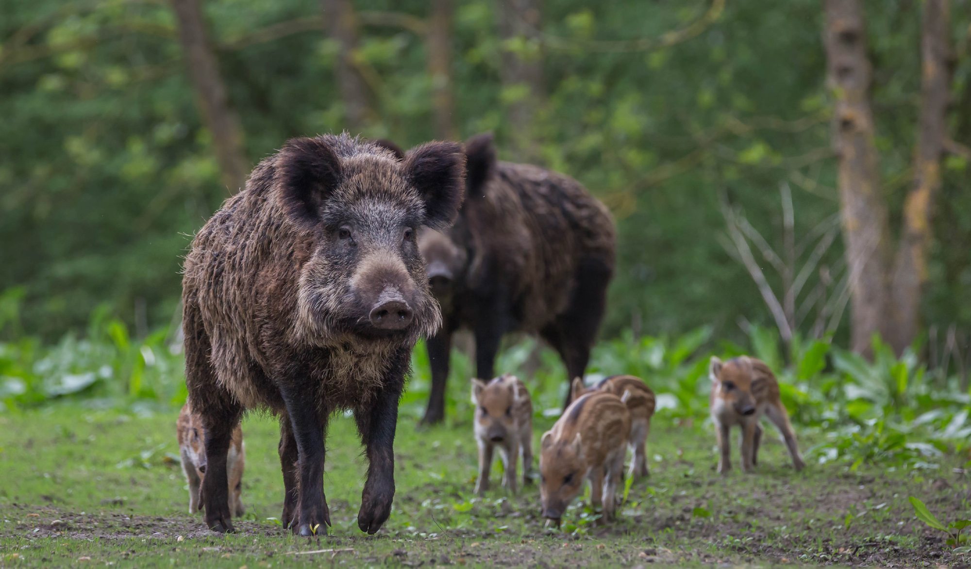 Government removes penalties for killing wild boar, raising concern