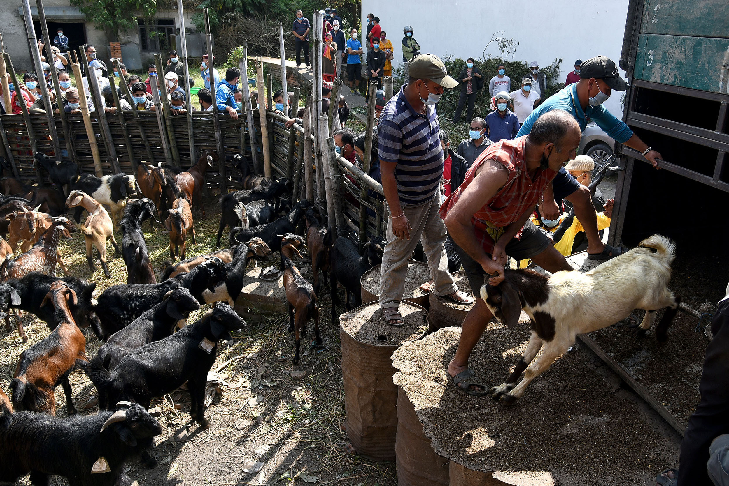 Shoppers snap up subsidised goats at government outlet