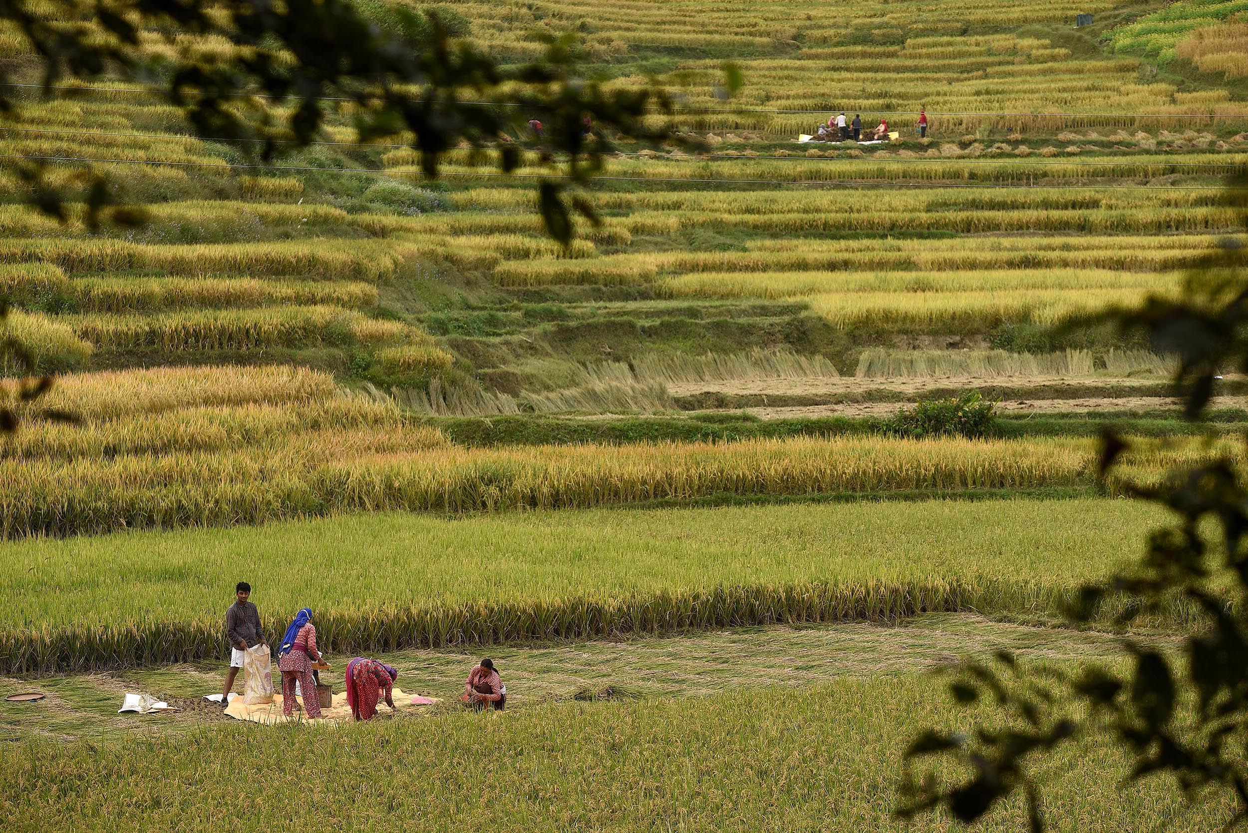 Nepal Crops Rice Nepal's paddy harvest hits record high for fourth straight year