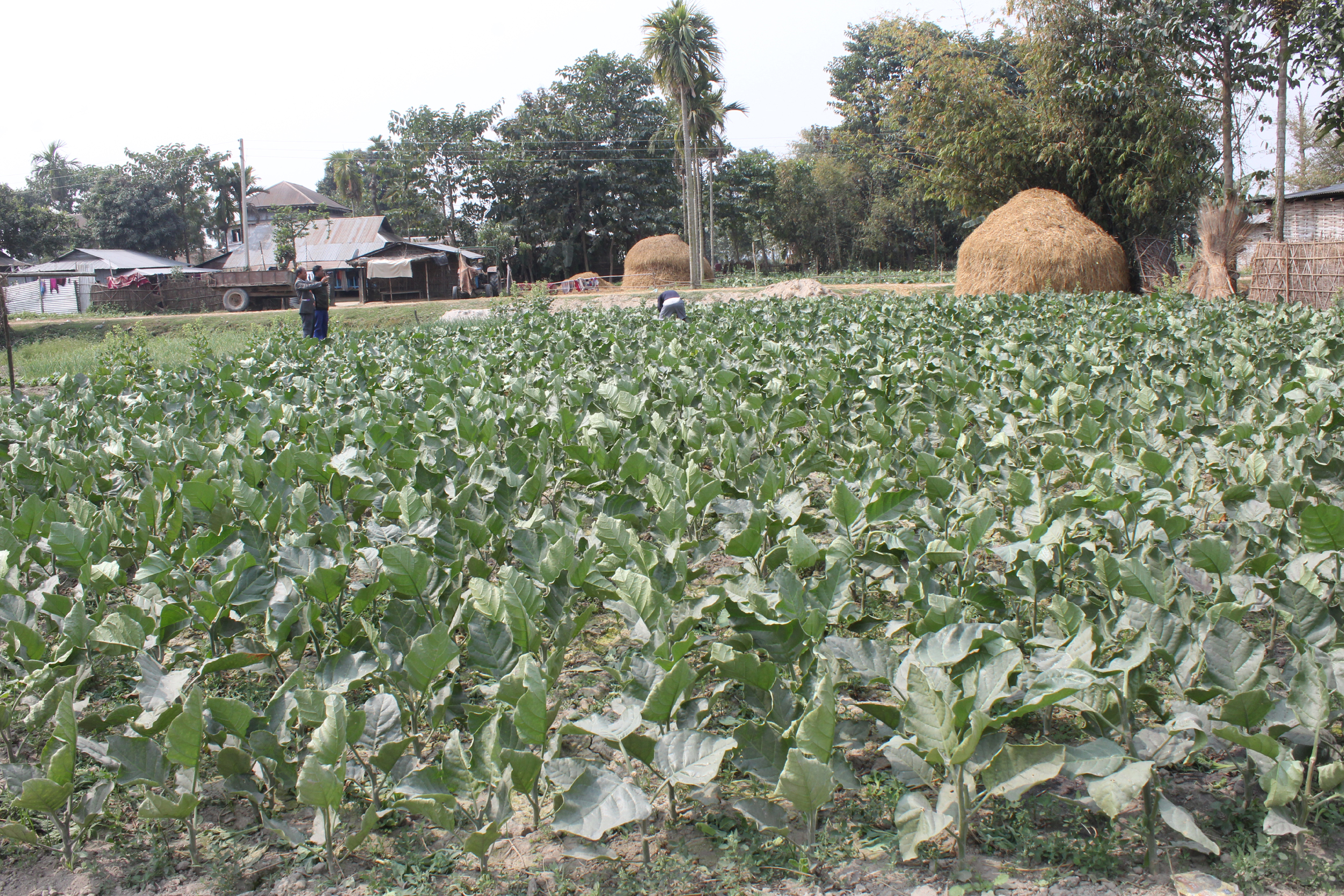 tobacco in nepal Jhapa farmers are growing tobacco, a crop more profitable than paddy