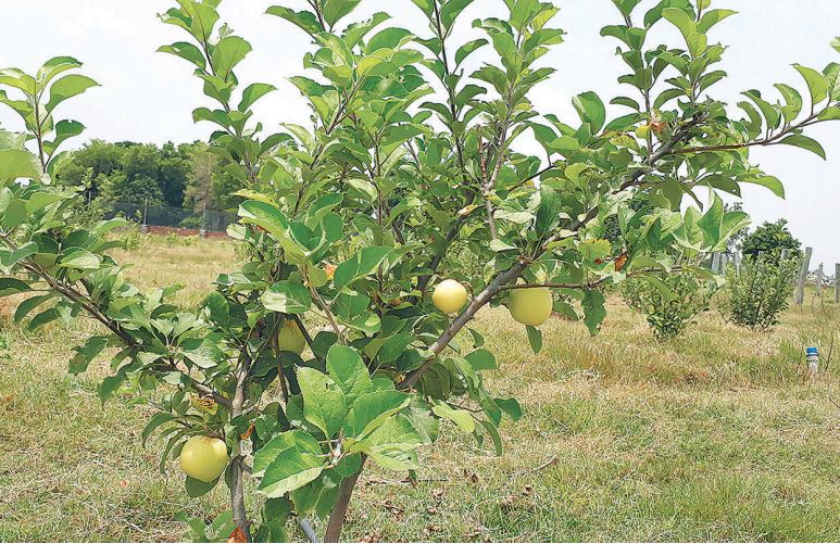 Growing apples in the Tarai? Innovative farmer shows it can be done