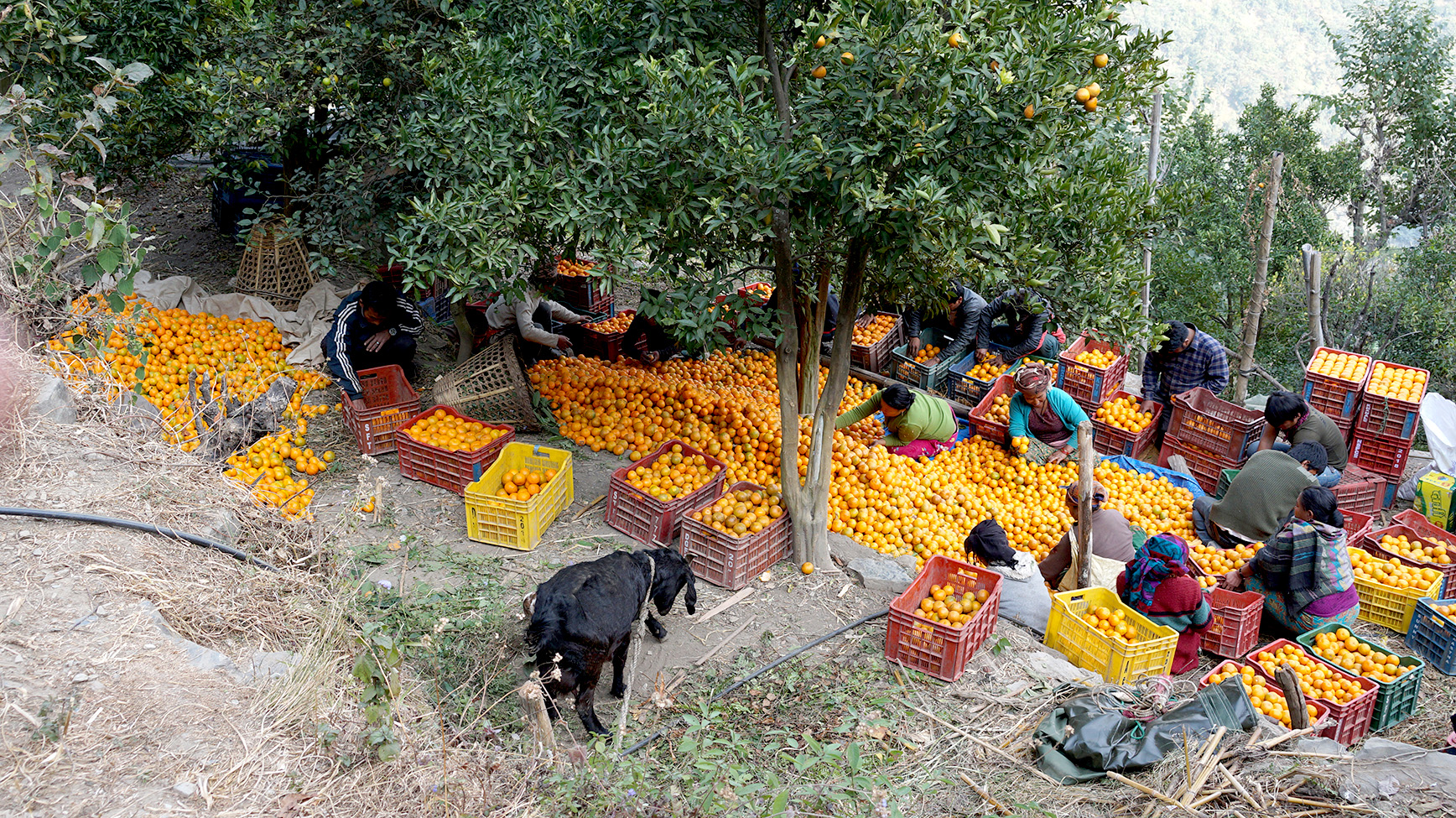 Citrus Industry Generates More Than Rs 770 Million In Economic Activity