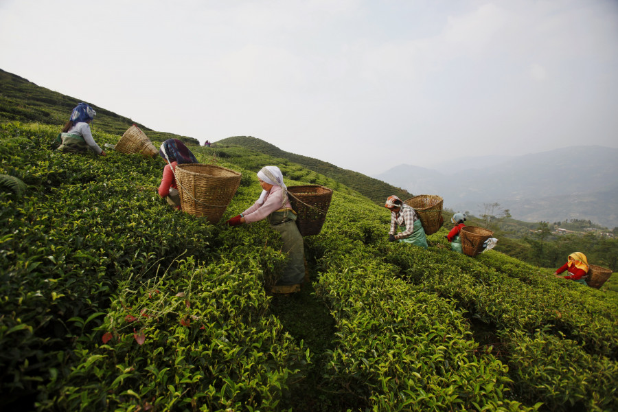 Higher tea prices push up Nepal’s export earnings