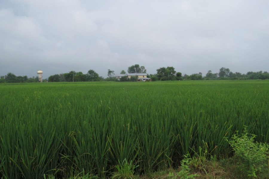 Chitwan farmers finally receive relief money after fake paddy seeds ...