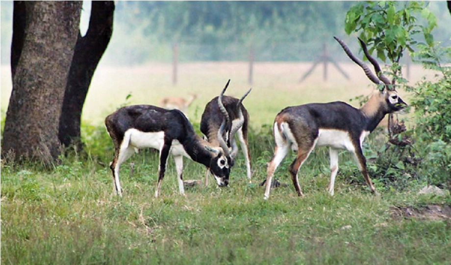 Shuklaphanta Park Makes Great Strides In Blackbuck Conservation The union's red list of threatened species includes island gray foxes (near. great strides in blackbuck conservation